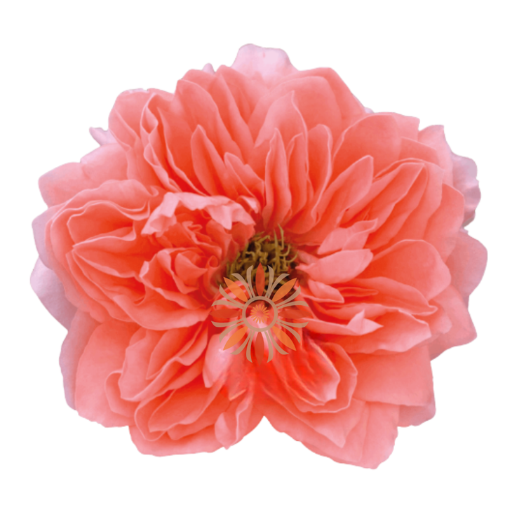 Dragon Fly Roses 80 CM