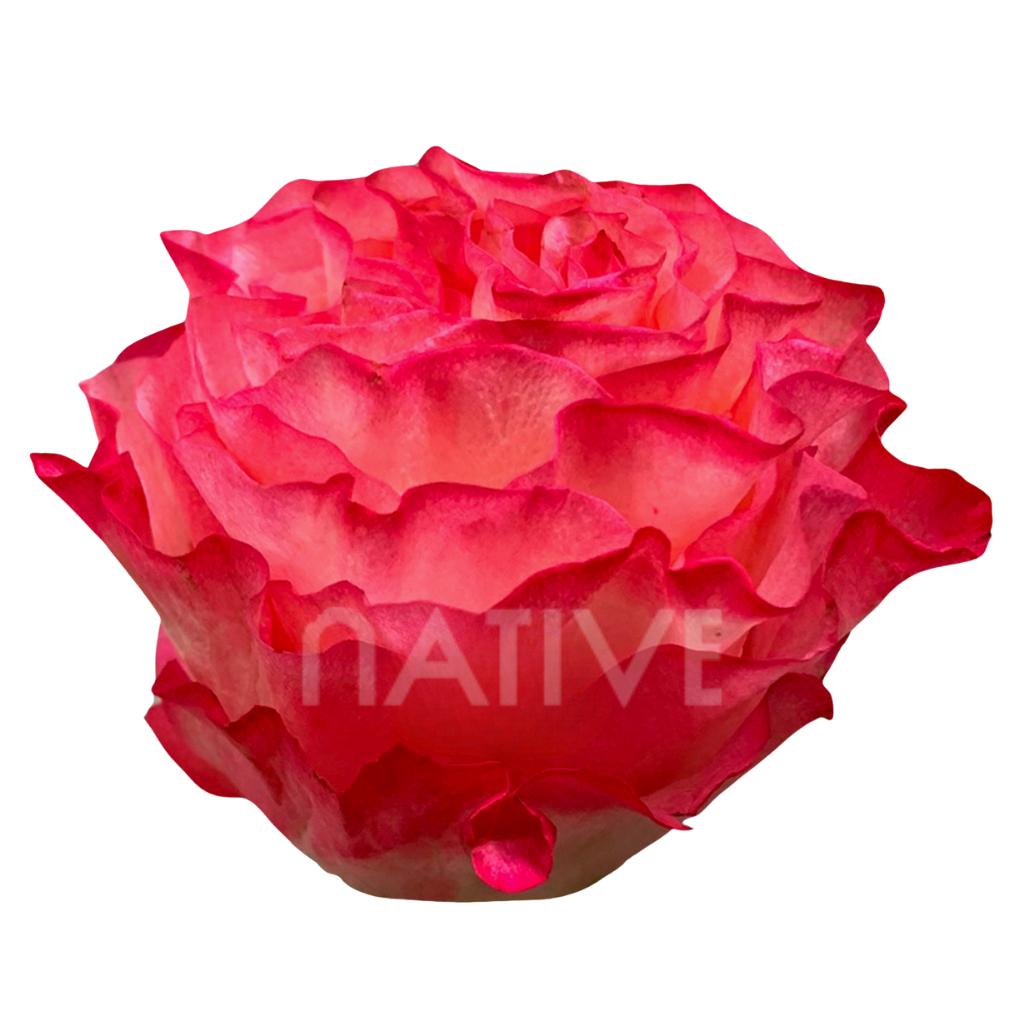 Enchantment Roses 40 CM
