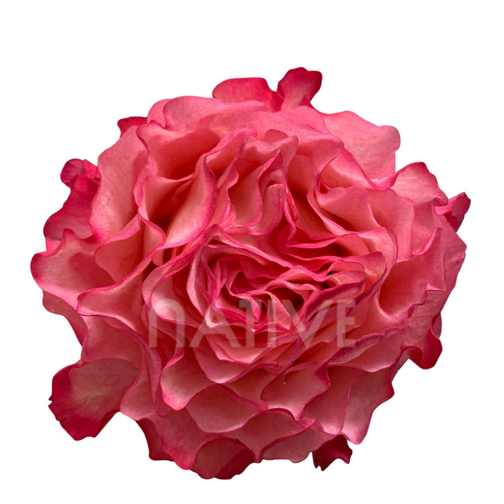 Enchantment Roses 40 CM