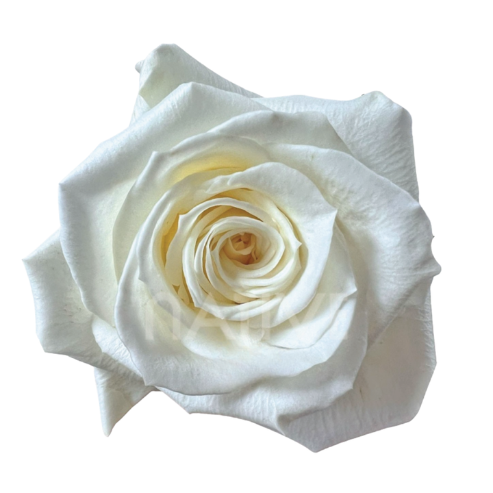 Escimo Roses 50 CM
