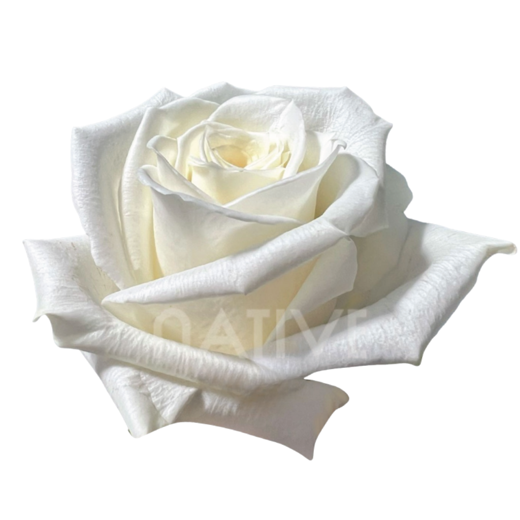 Escimo Roses 50 CM