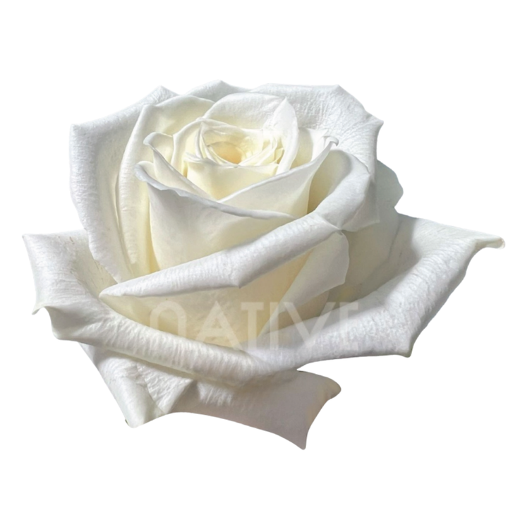 Escimo Roses 50 CM
