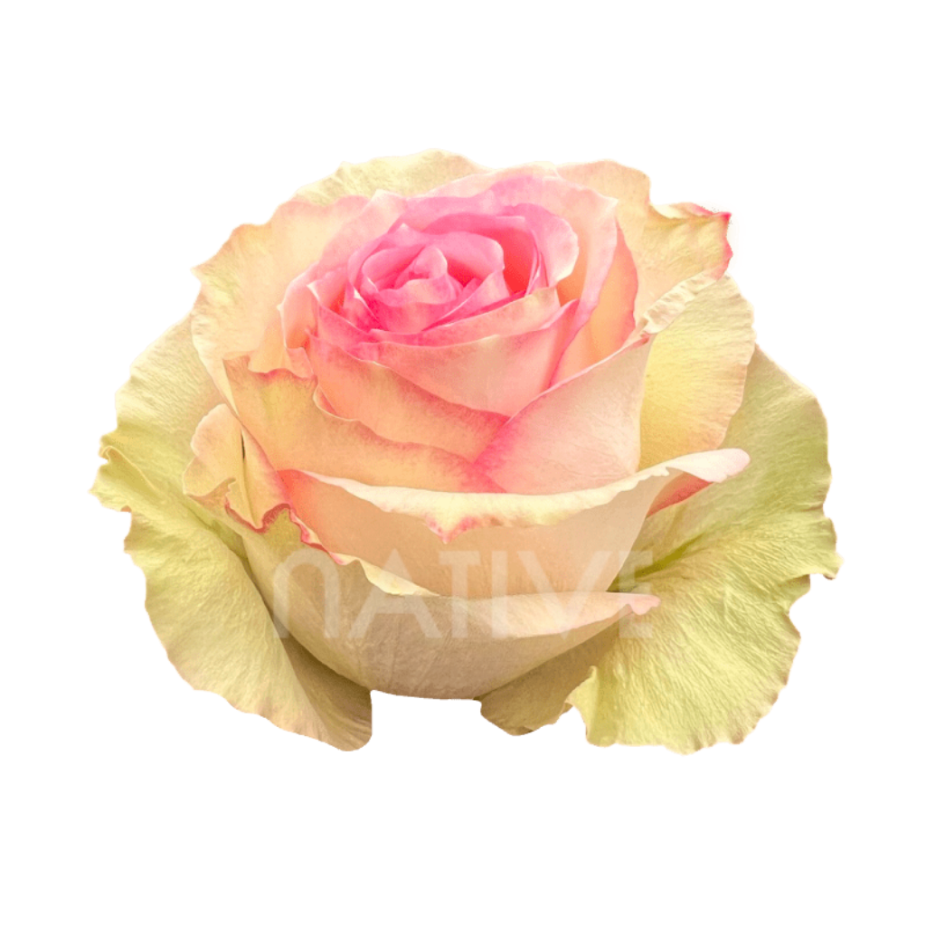 Esperance Roses 50 CM