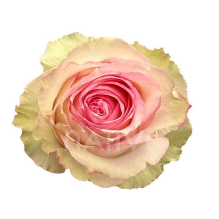 Esperance Roses 50 CM