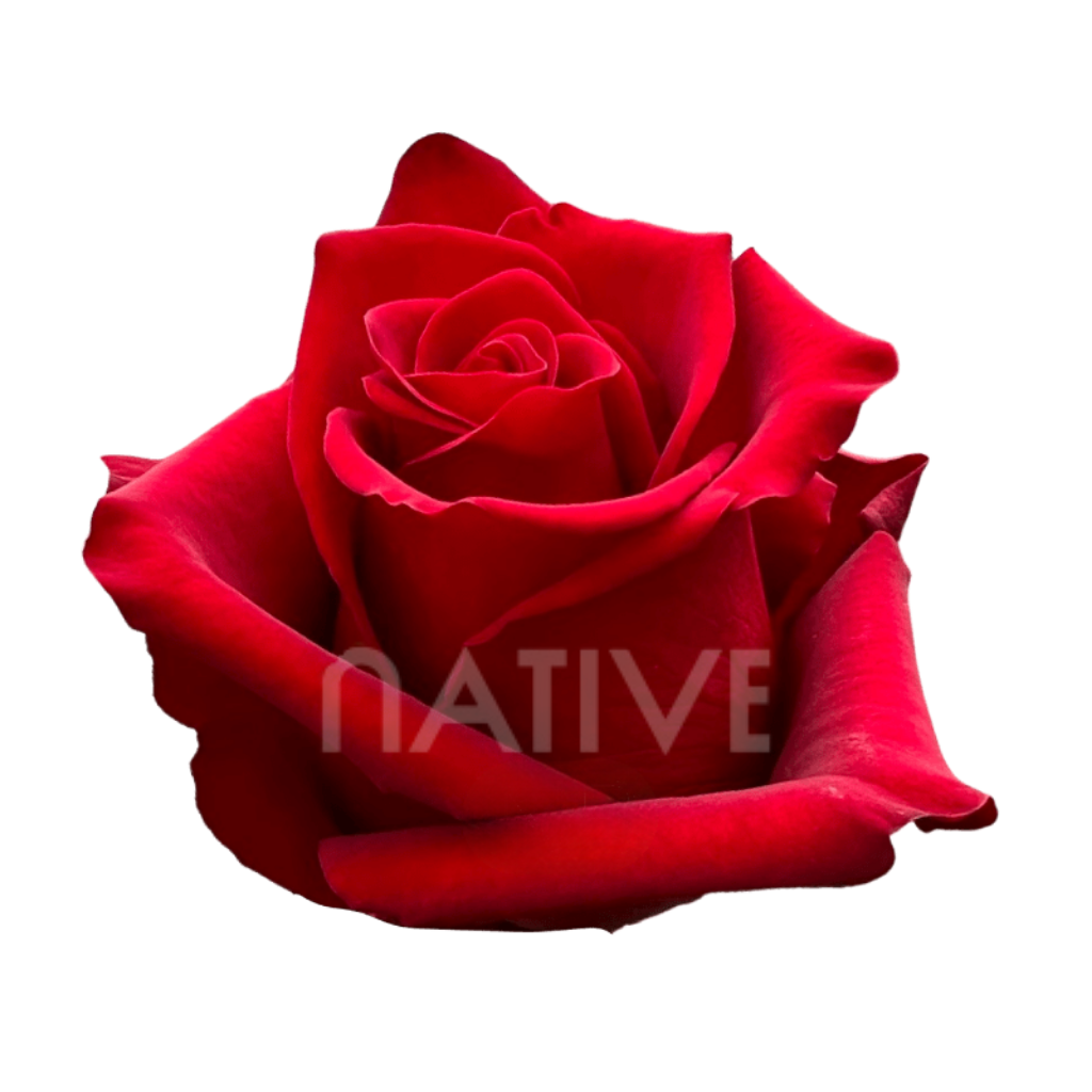 Explorer Roses 40 CM