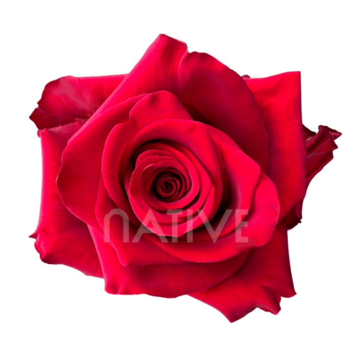 Explorer Roses 40 CM