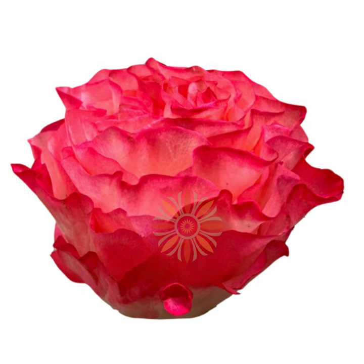 Enchantment Roses 40 CM
