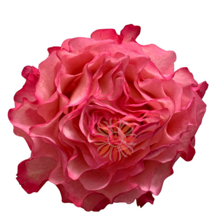 Enchantment Roses 40 CM