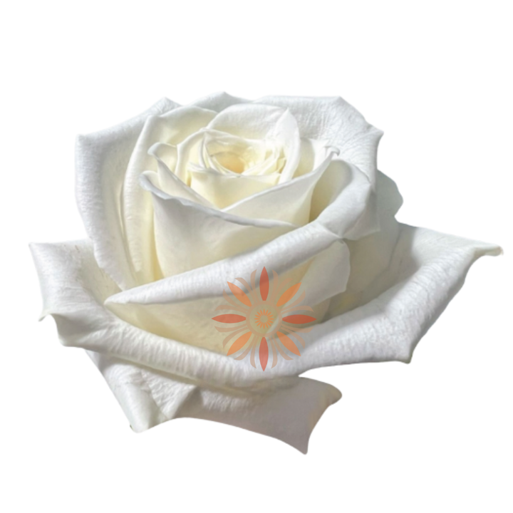 Escimo Roses 50 CM