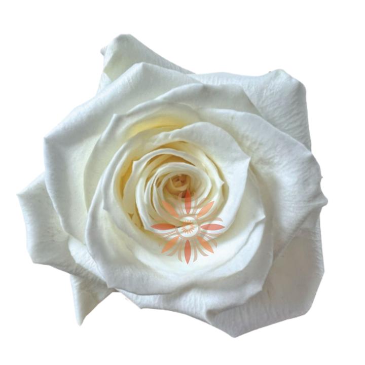 Escimo Roses 50 CM