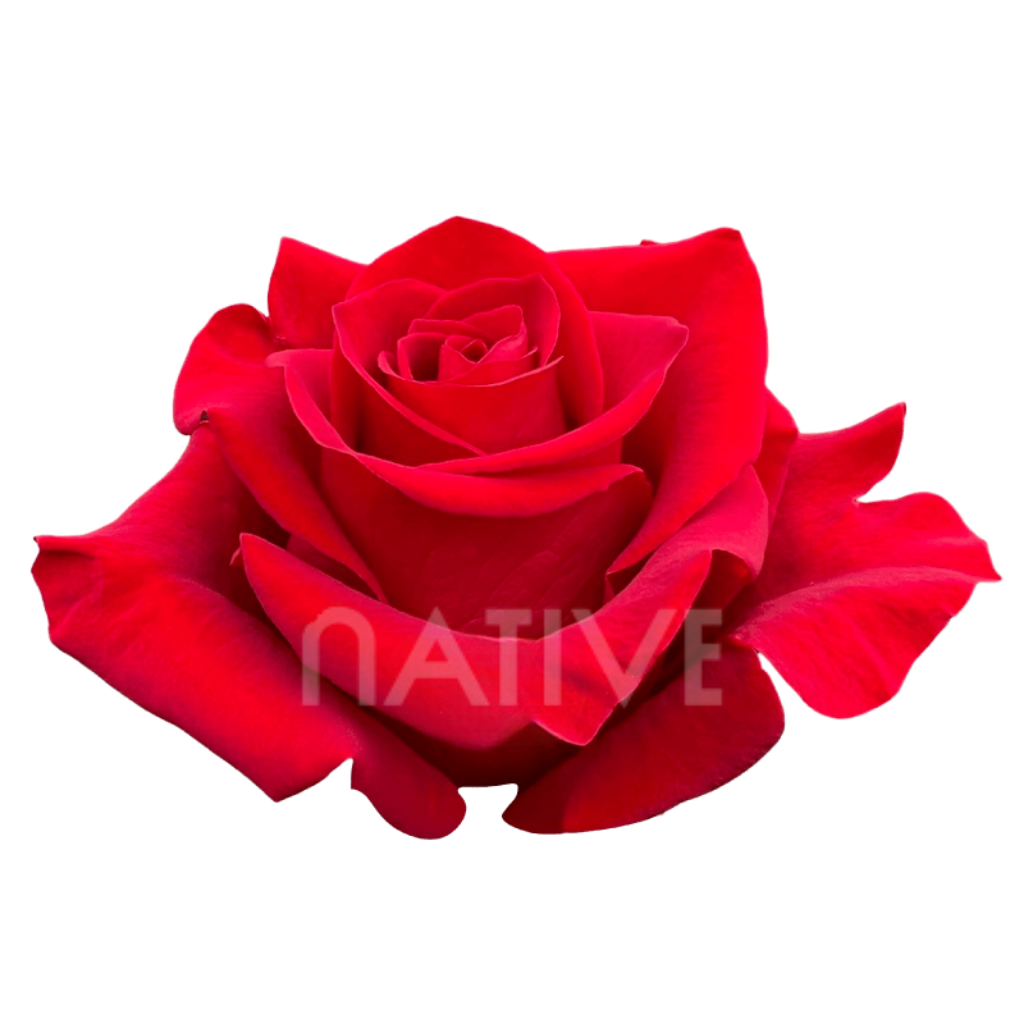Freedom Roses 50 CM