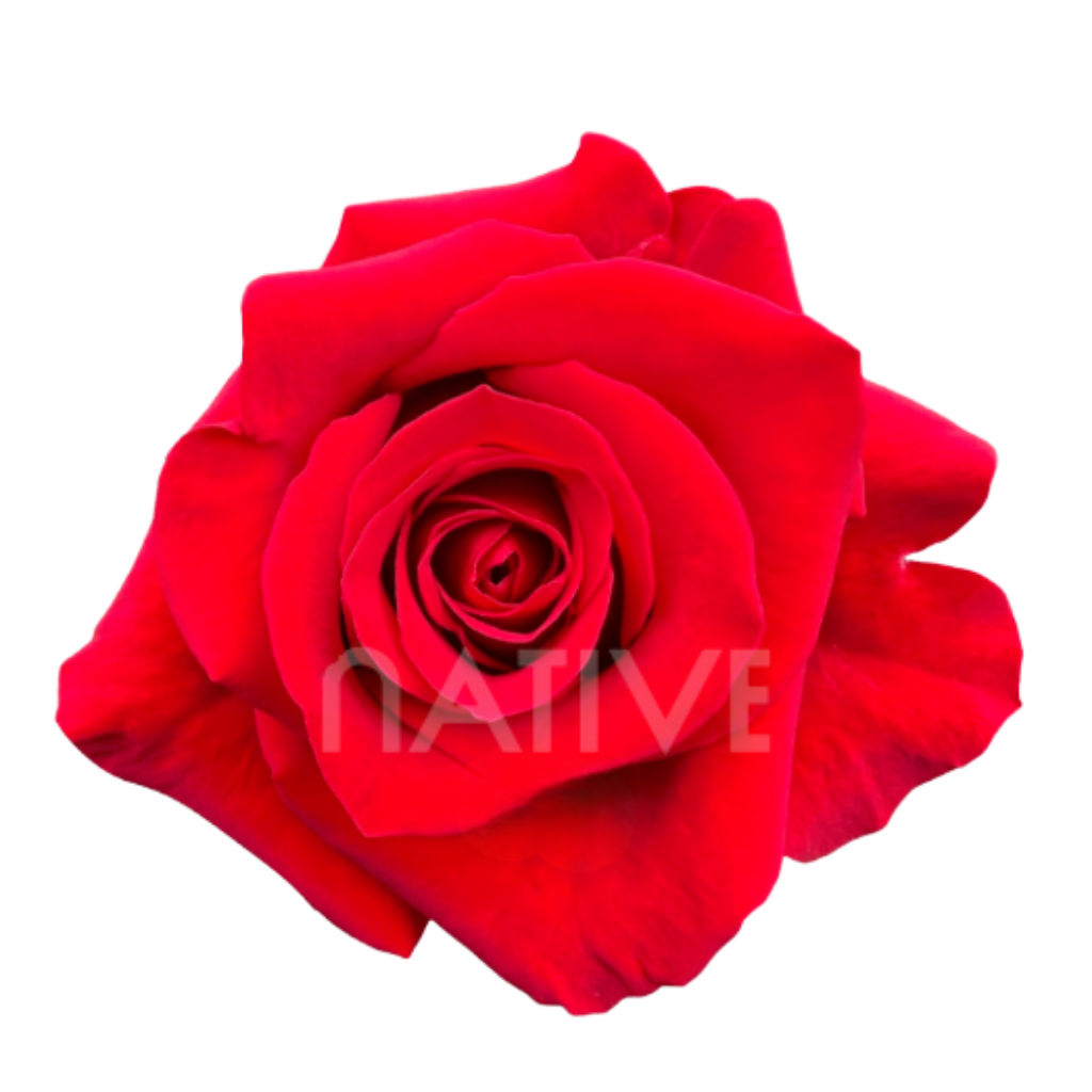 Freedom Roses 50 CM