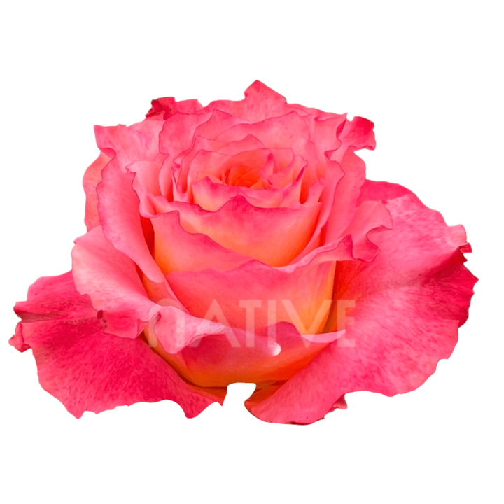 Free Spirit Roses 80 CM