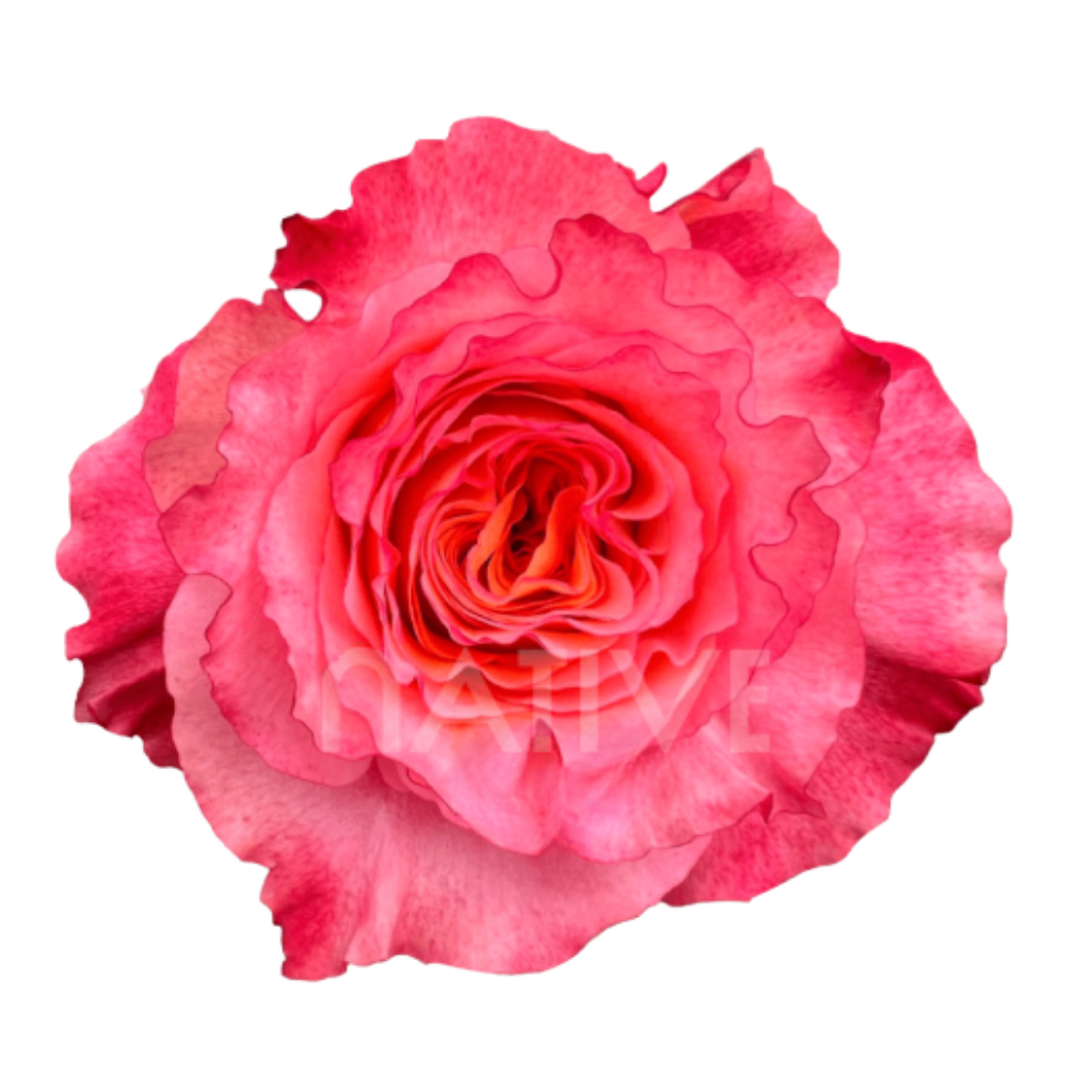 Free Spirit Roses 80 CM