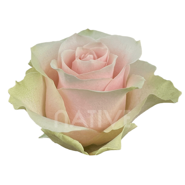 Frutteto Roses 70 CM