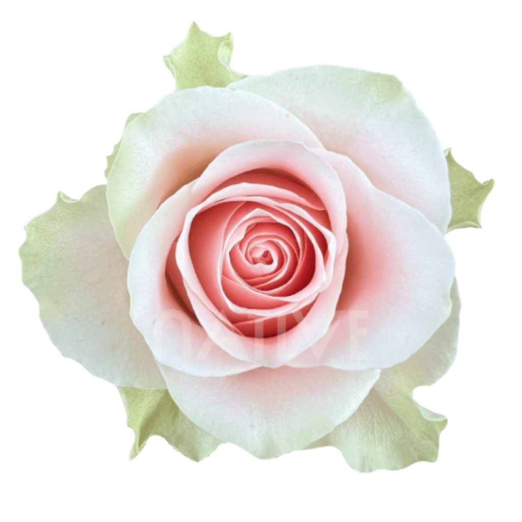 Frutteto Roses 70 CM