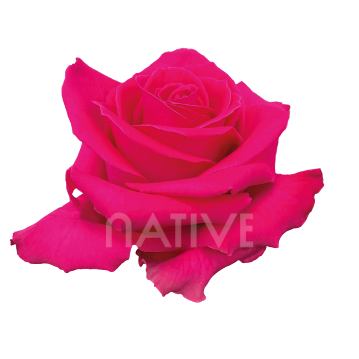 Full Monty Roses 40 CM