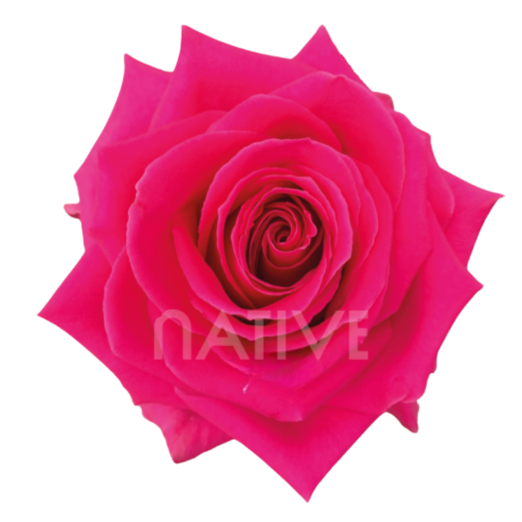 Full Monty Roses 40 CM