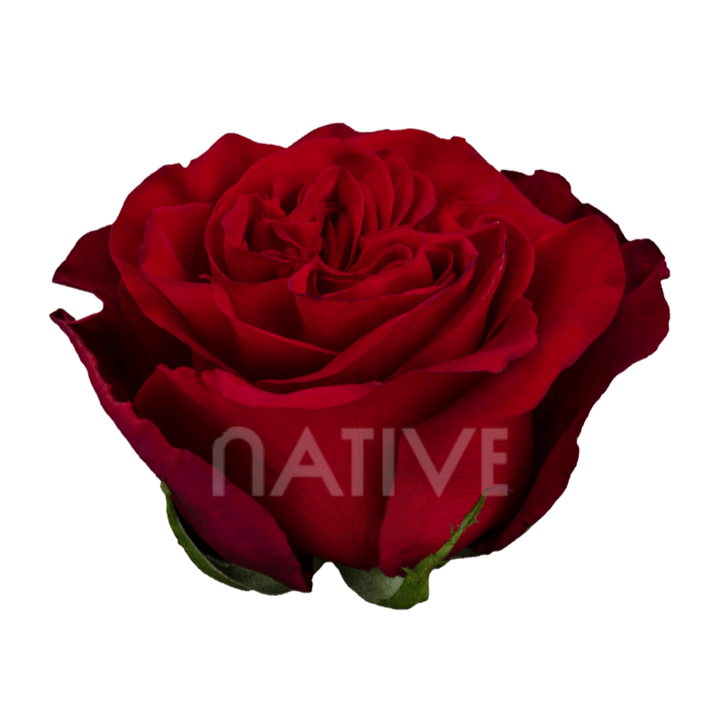 Hearts Roses 50 CM