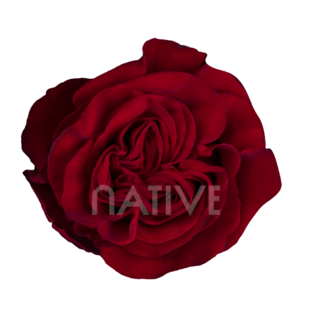 Hearts Roses 50 CM