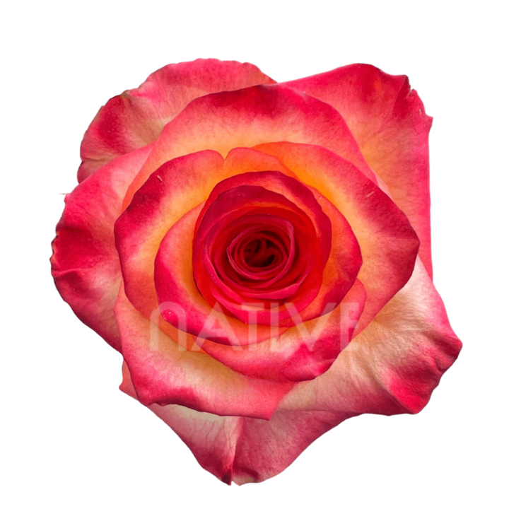 High & Magic Roses 40 CM