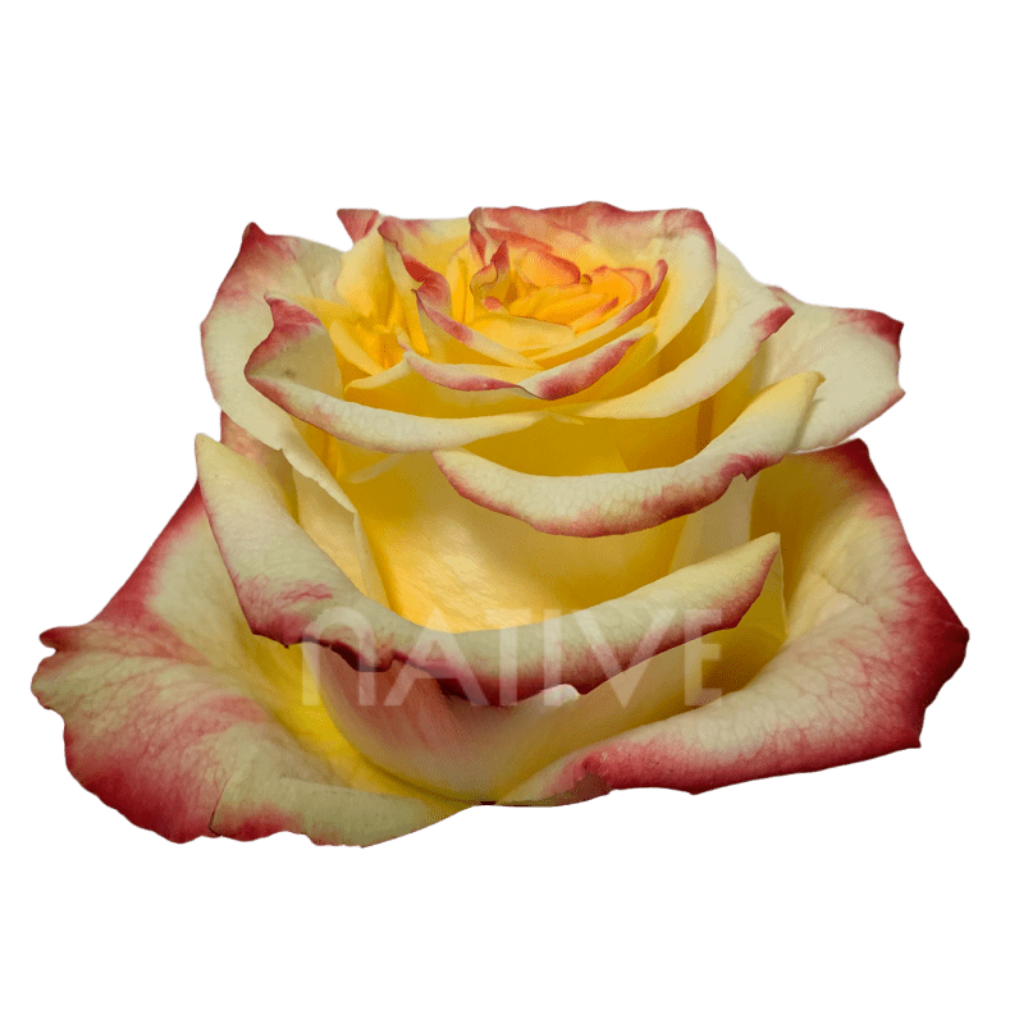 High & Flame Roses 40 CM