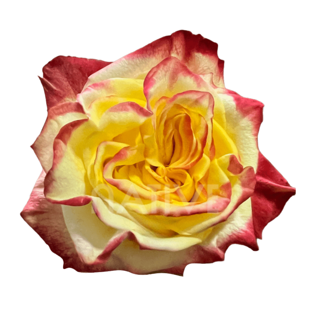 High & Flame Roses 40 CM