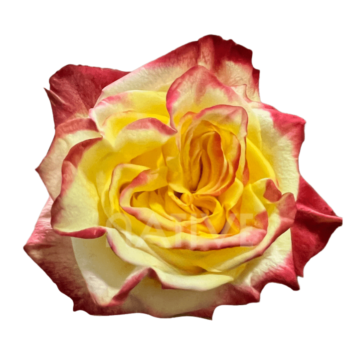 High & Flame Roses 40 CM