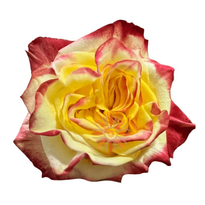 High & Flame Roses 40 CM