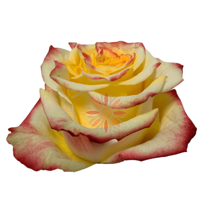 High & Flame Roses 40 CM