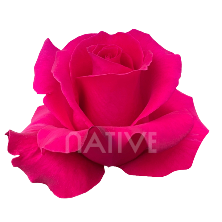 Hot Lady Roses 80 CM