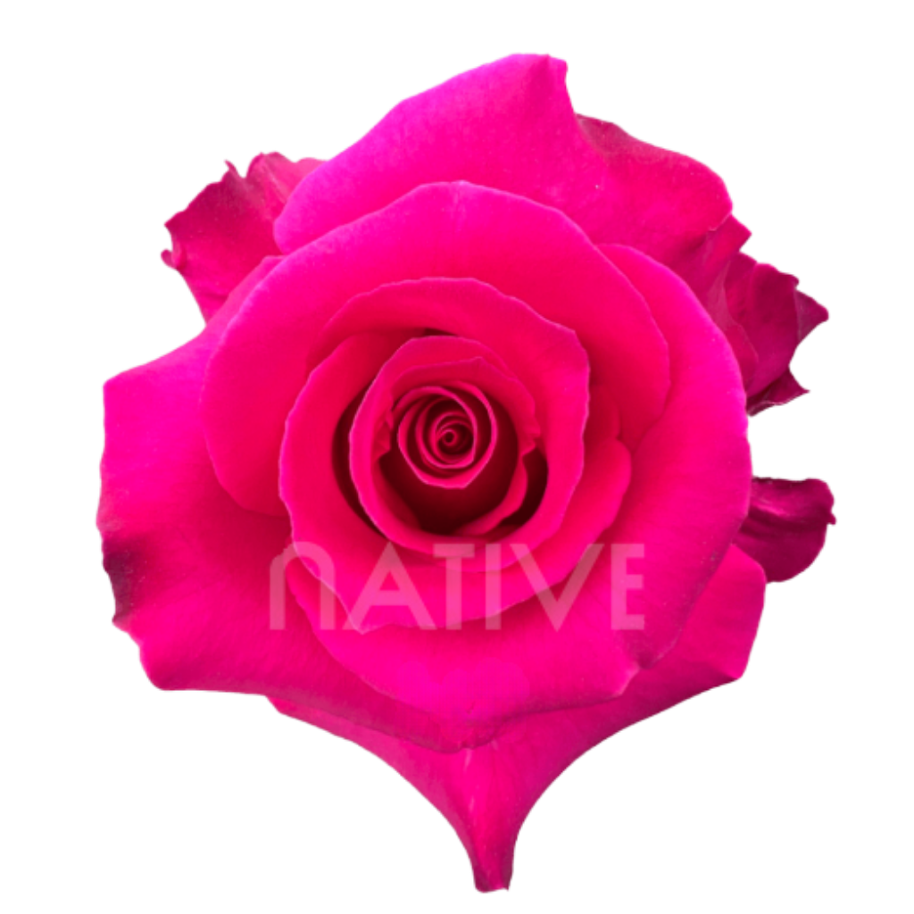 Hot Lady Roses 80 CM