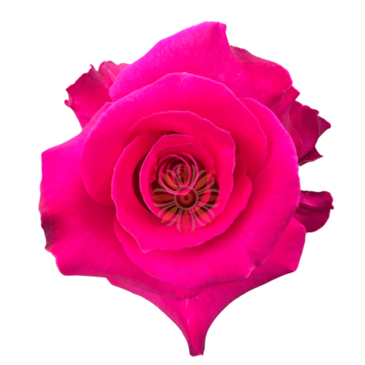 Hot Lady Roses 80 CM
