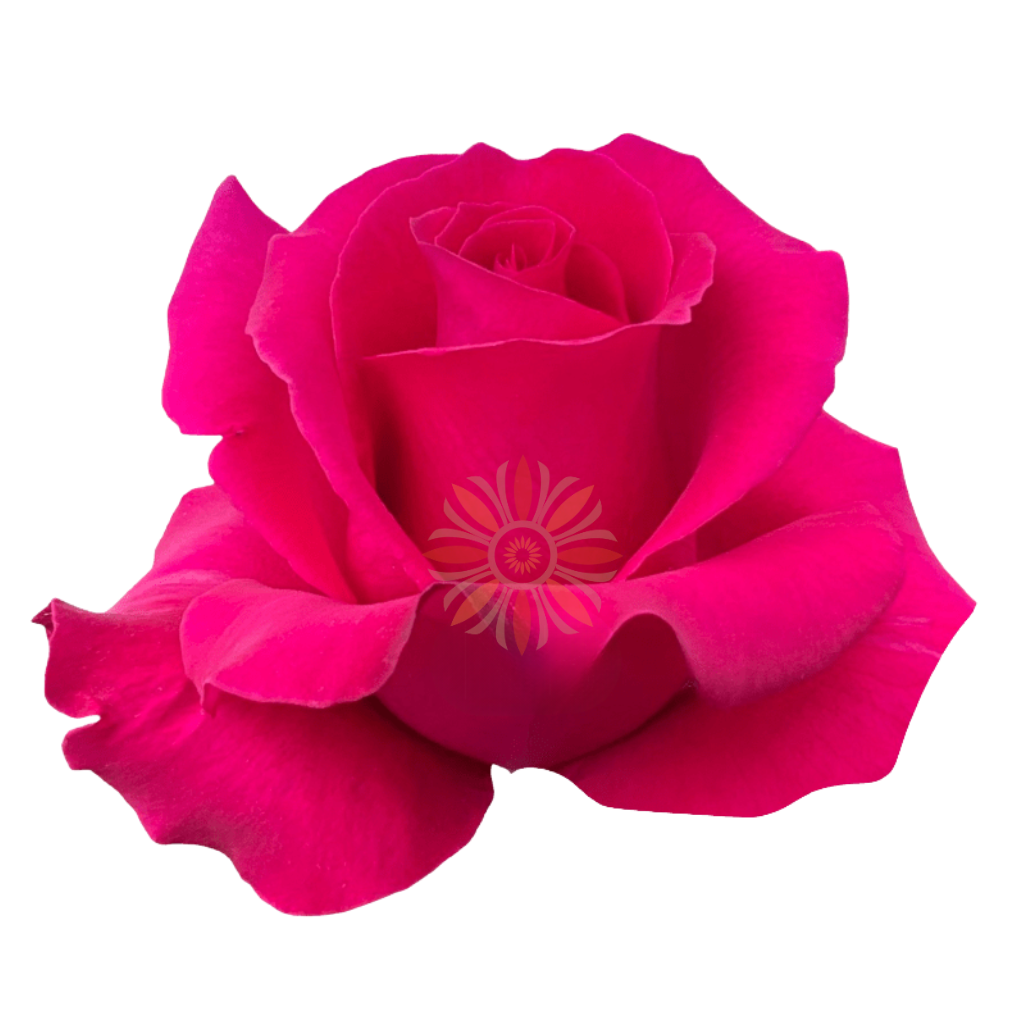 Hot Lady Roses 80 CM