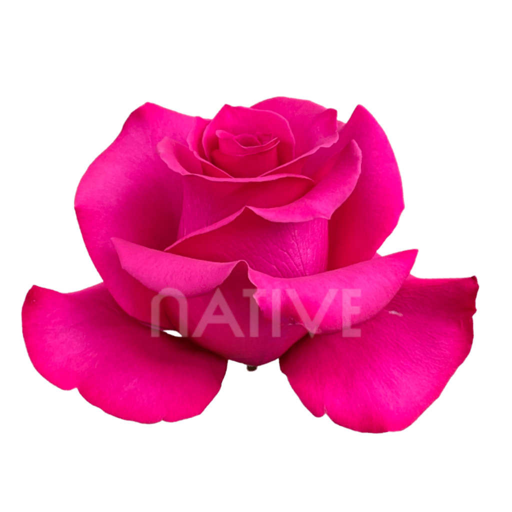 Hot Princess Roses 40 CM