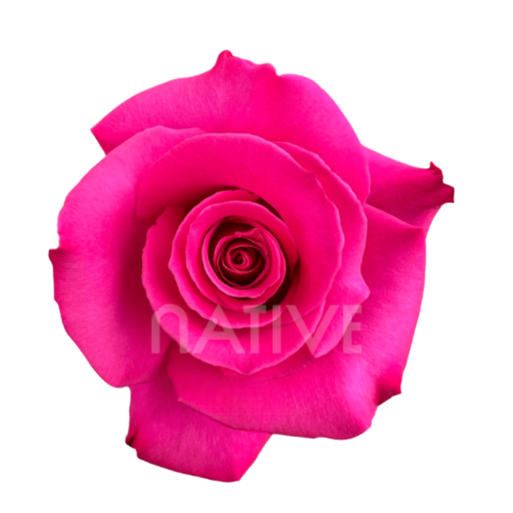 Hot Princess Roses 40 CM