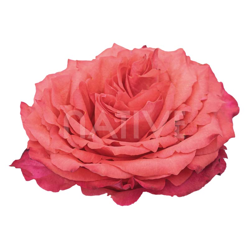 Hard Rock Roses 40 CM