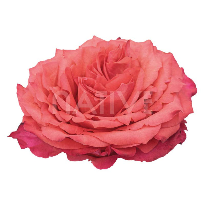 Hard Rock Roses 40 CM