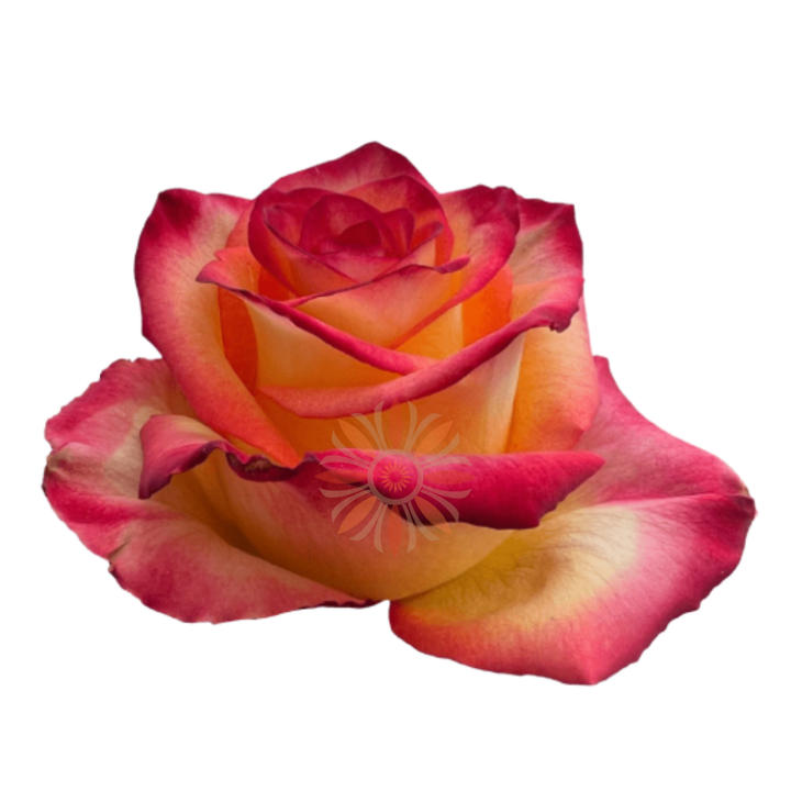 High & Magic Roses 40 CM