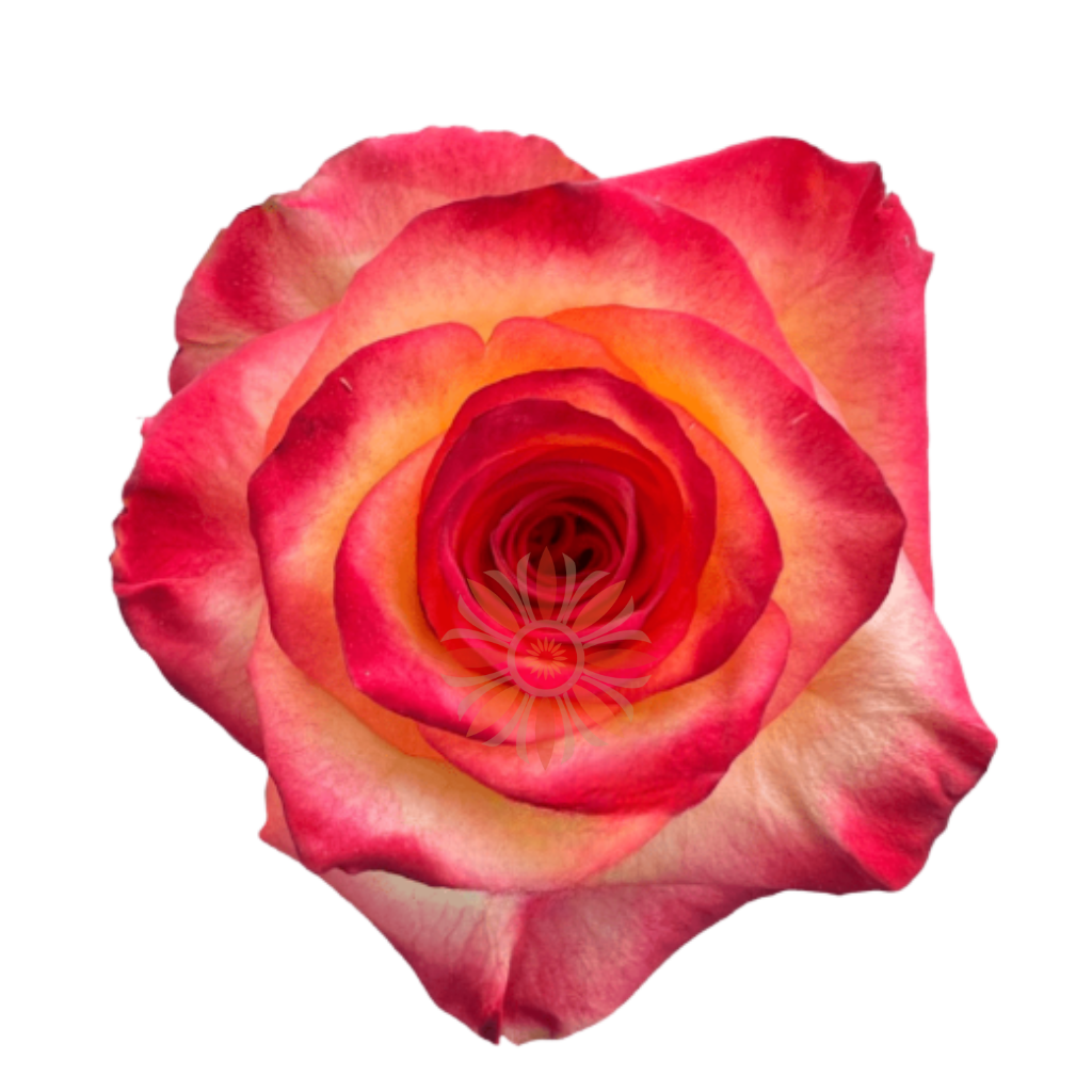 High & Magic Roses 40 CM