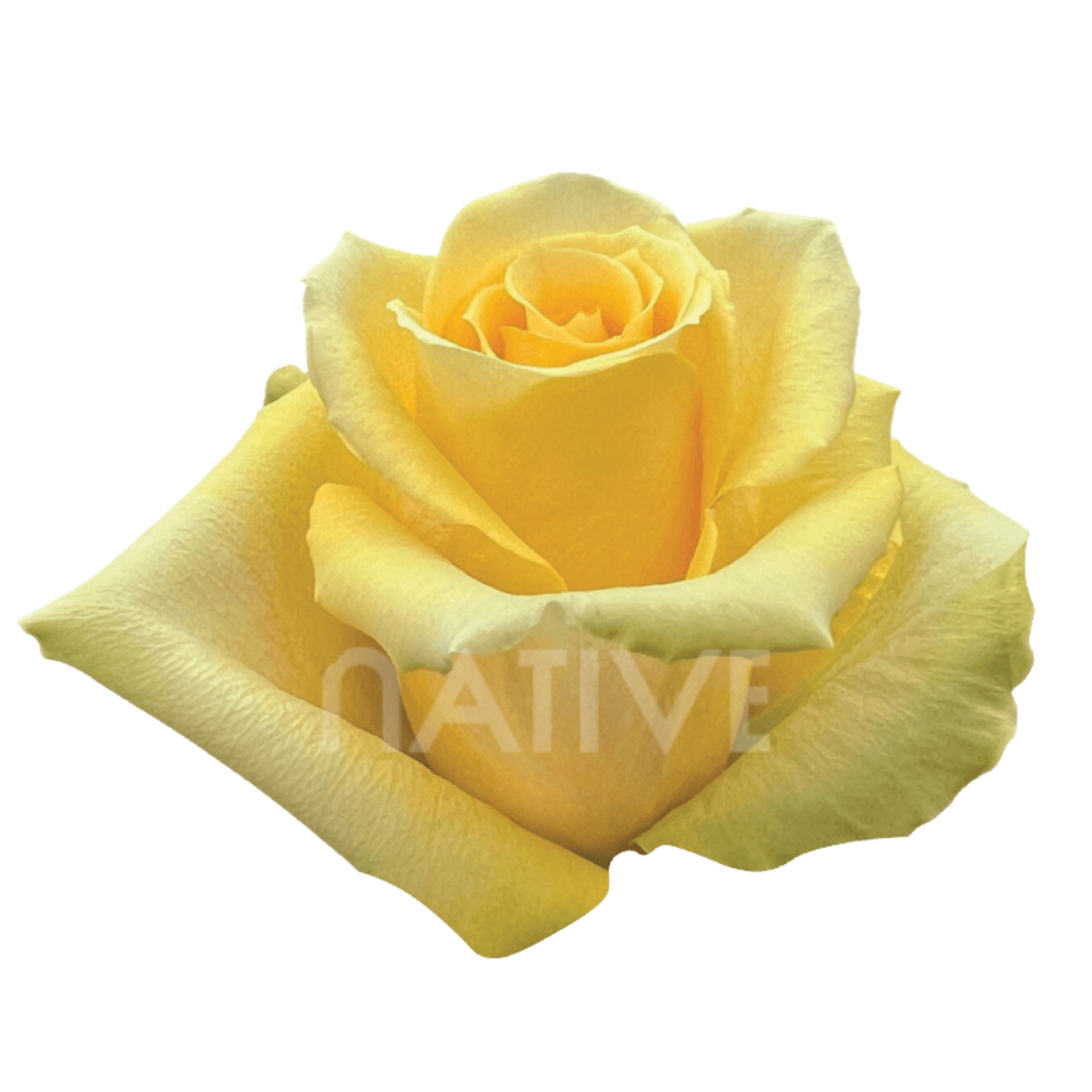 Idole Roses 50 CM