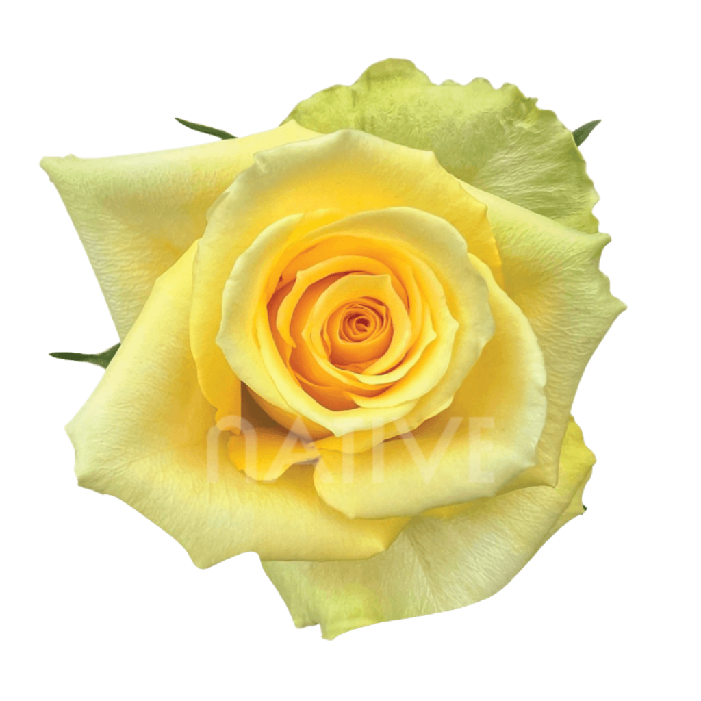Idole Roses 50 CM