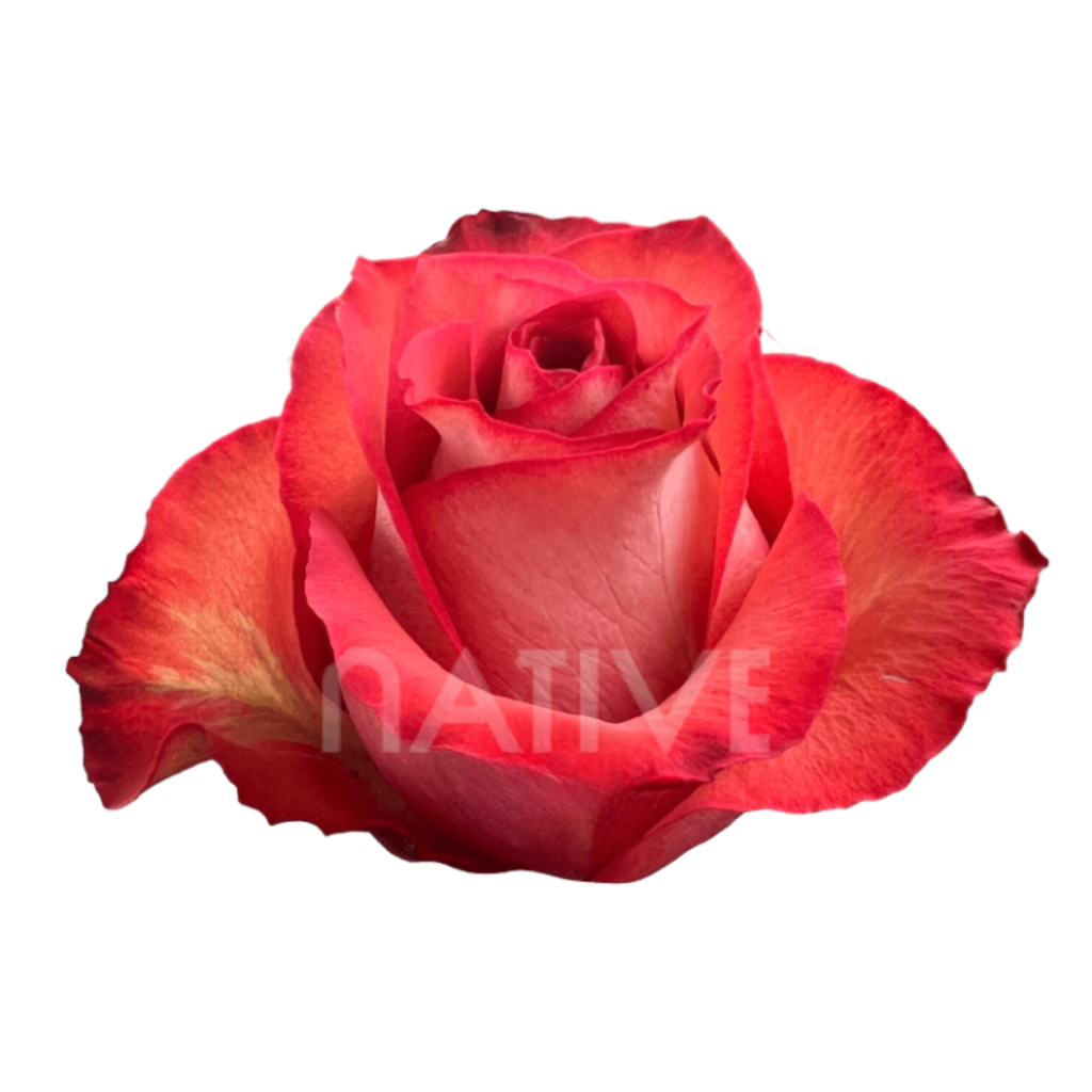 Iguana Roses 40 CM