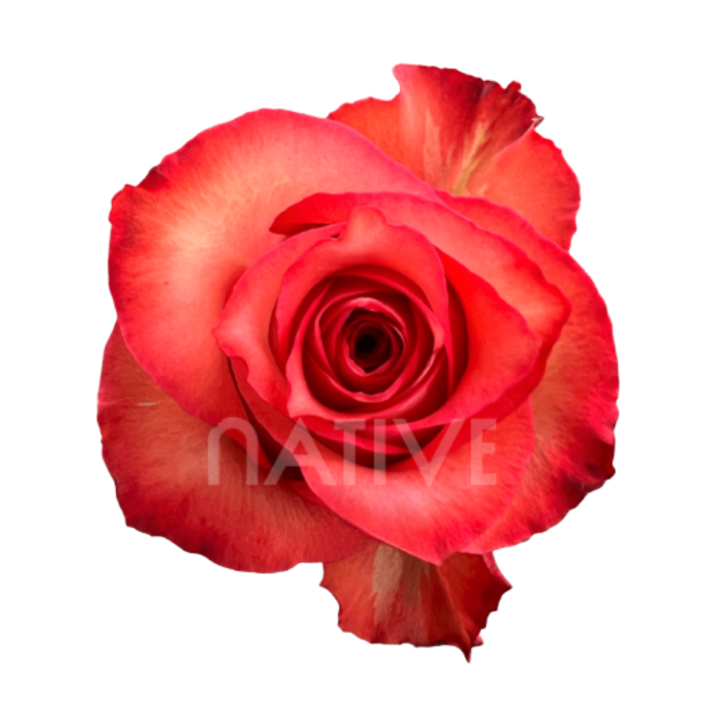 Iguana Roses 40 CM