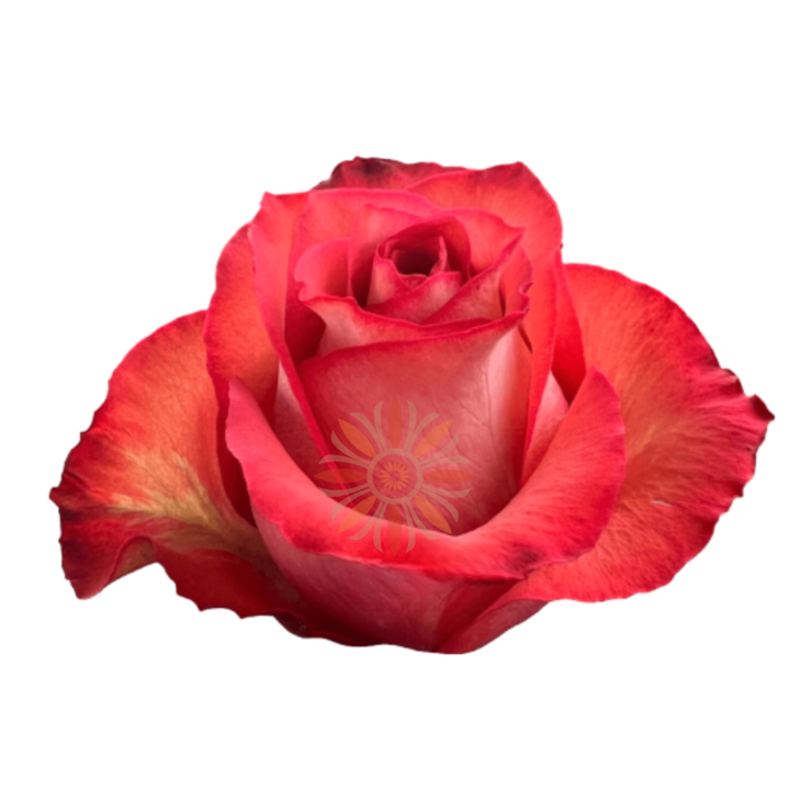 Iguana Roses 40 CM