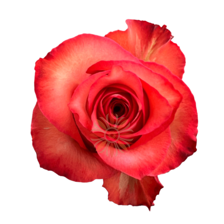 Iguana Roses 40 CM