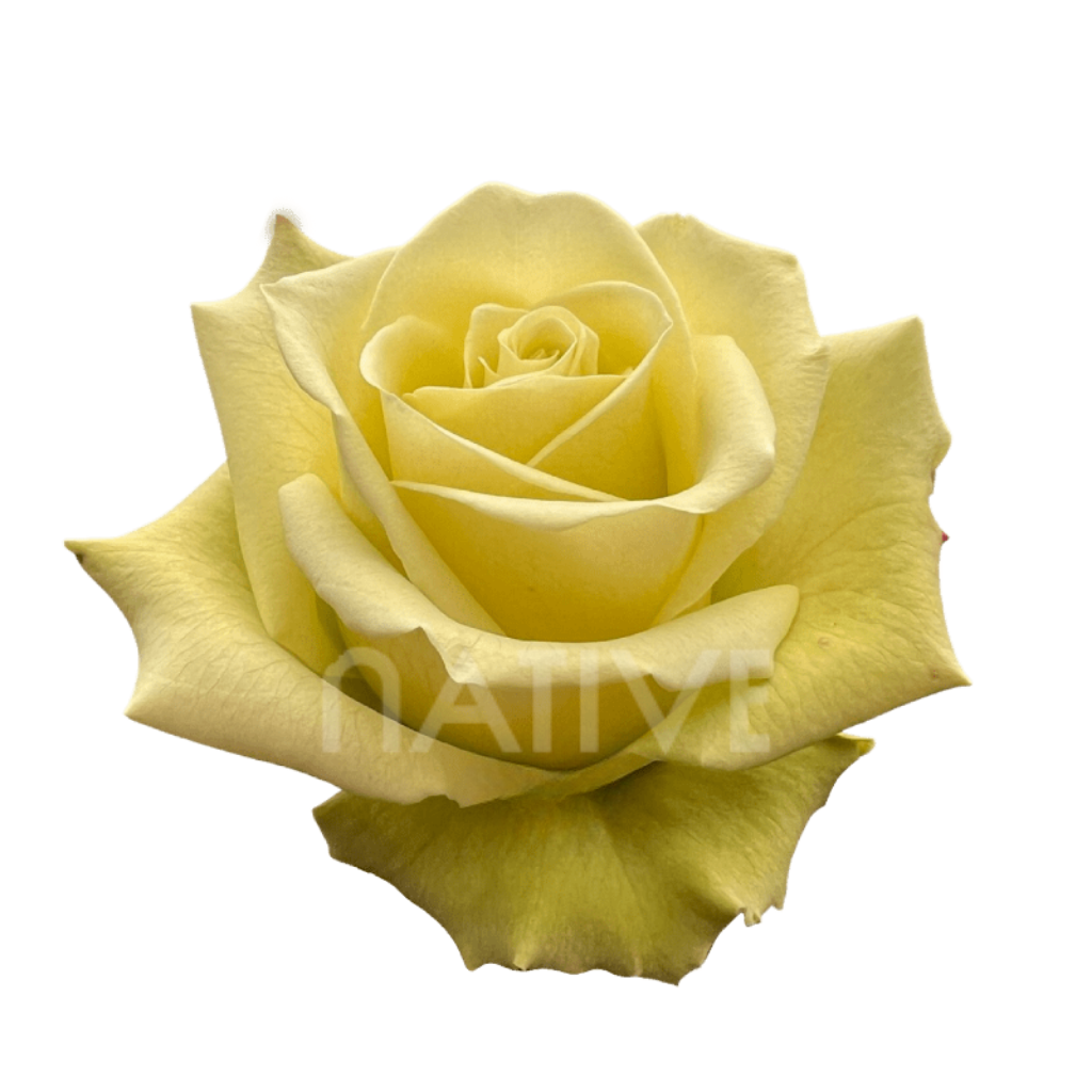 Jade Roses 40 CM