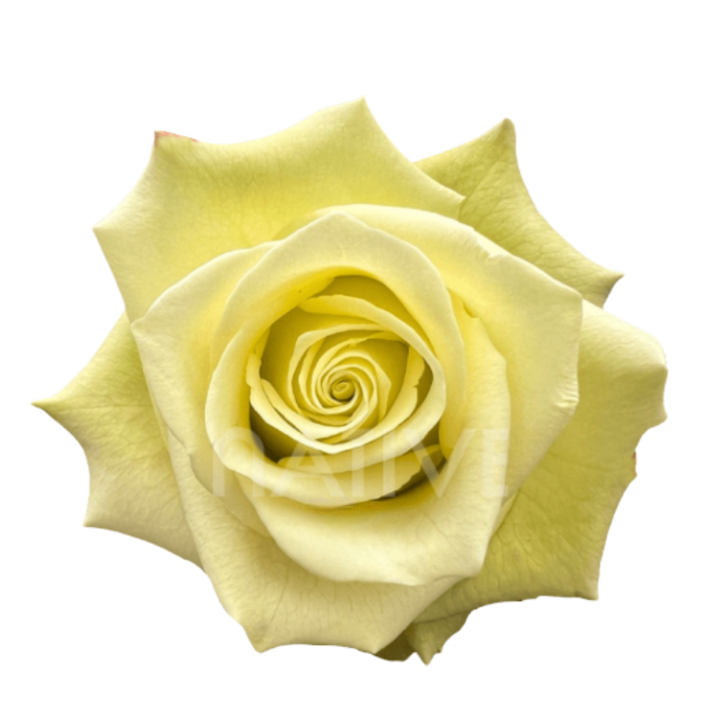 Jade Roses 40 CM