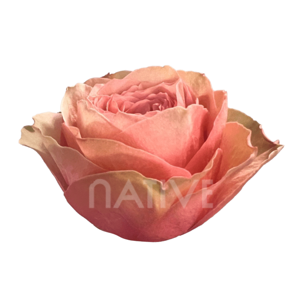 Kahala Roses 50 CM