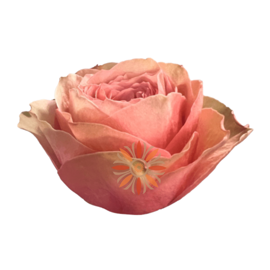 Kahala Roses 50 CM